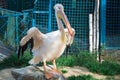 White bird pelican with big yellow peak neb opens wings