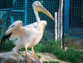 White pelican with big yellow peak neb cleans feather wing