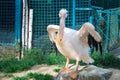 White pelican with big yellow peak neb cleans up feathers