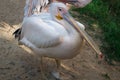 White pelican with big yellow peak neb stands in zoo