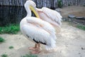 White pelican cleans feather wings with big yellow peak neb