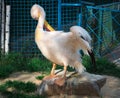 White pelican cleans up feather wings with yellow peak neb