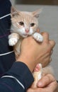 Peach and white cat in hands with snot. feline rhinotracheitis Royalty Free Stock Photo