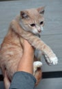 Peach and white cat in hands with snot. feline rhinotracheitis Royalty Free Stock Photo