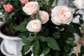 Peach white english rose shrub in the flower pot. Soft focus.