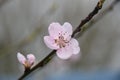 Peachblossom aon a warm day outside in a summer garden. Royalty Free Stock Photo