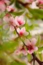 Peachblossom in spring Royalty Free Stock Photo