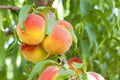 Peaches Royalty Free Stock Photo