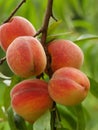 Peaches Royalty Free Stock Photo