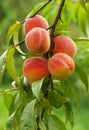 Peaches Royalty Free Stock Photo