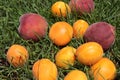 Fruit peaches, apricots in green grass, close-up