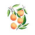 Peaches and apricots on tree branches. Isolated tropical summer fruit, abstract colorful illustration