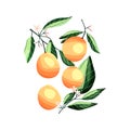 Peaches and apricots on tree branches. Isolated tropical summer fruit, on white, abstract colorful illustration