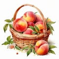 Juicy Peach Basket: Highly Detailed Watercolor Illustrations