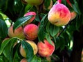 Peaches biologic on the plant