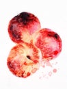 peaches botanical illustration summer fruit watercolor