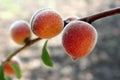 Peaches on a branch