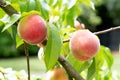Peaches branch of peach tree in closeup