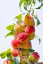 Many Peaches on a branch