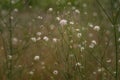 White cephalaria leucantha, Meadow. morning sunrise Wild flowers and plants sunset, Autumn field background wallpaper bushgrass Royalty Free Stock Photo