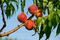 Peaches growing on a tree. Fresh peach tree Royalty Free Stock Photo