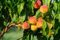 Peaches growing on a tree. Fresh peach tree Royalty Free Stock Photo