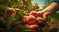 peaches on a tree, peach tree in the garden, harvest for peaches, close-up of hands picking up of peaches Royalty Free Stock Photo