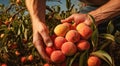 peaches on a tree, peach tree in the garden, harvest for peaches, close-up of hands picking up of peaches Royalty Free Stock Photo