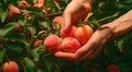 peaches on a tree, peach tree in the garden, harvest for peaches, close-up of hands picking up of peaches Royalty Free Stock Photo