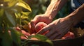 peaches on a tree, peach tree in the garden, harvest for peaches, close-up of hands picking up of peaches Royalty Free Stock Photo