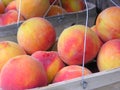 Peaches at Market Royalty Free Stock Photo