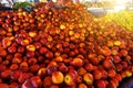Peaches and nectarines on the counter are sold at the grocery store. Royalty Free Stock Photo