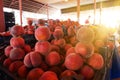 Peaches and nectarines on the counter are sold at the grocery store. Royalty Free Stock Photo