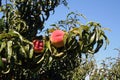 Peaches orchard Royalty Free Stock Photo