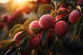 Peaches orchard full of ripe fruits. Generative AI Royalty Free Stock Photo