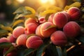 Peaches orchard full of ripe fruits. Generative AI Royalty Free Stock Photo
