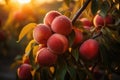 Peaches orchard full of ripe fruits. Generative AI Royalty Free Stock Photo