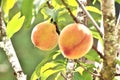 Peaches ready to harvest