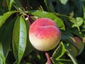 Peaches Ripening in the Sun