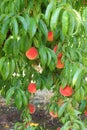 Peaches on a tree branch