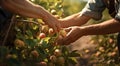 peaches on a tree, peach tree in the garden, harvest for peaches, close-up of hands picking up of peaches Royalty Free Stock Photo