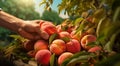 peaches on a tree, peach tree in the garden, harvest for peaches, close-up of hands picking up of peaches Royalty Free Stock Photo