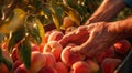 peaches on a tree, peach tree in the garden, harvest for peaches, close-up of hands picking up of peaches Royalty Free Stock Photo