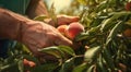 peaches on a tree, peach tree in the garden, harvest for peaches, close-up of hands picking up of peaches Royalty Free Stock Photo