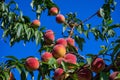 Peaches on tree. Peachtree against the blue sky. Royalty Free Stock Photo