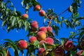 Peaches on tree. Peachtree against the blue sky.