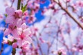 Peaches trees. Orchard. Fruit garden. Pink flowers on blue sky background. Flowers closeup.