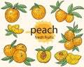 Peaches, vector hand drawing set.