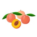 Peaches vector illustration isolated on white background. Juicy tropical exotic fruits.