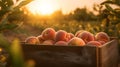 Peaches harvested in a wooden box with orchard and sunset in the background. Natural organic fruit abundance. Agriculture,